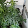 De beste anti-War on Drugs speech ooit