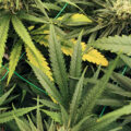 Vette trailer! Snoop & Wiz <i>on the high road</i>