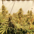 De beste anti-War on Drugs speech ooit