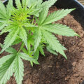 De beste anti-War on Drugs speech ooit