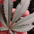 De beste anti-War on Drugs speech ooit