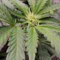 Braziliaanse dealer fopt politie met haan