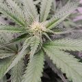 De onzin van het 'luie stoner' stereotype