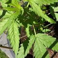 VOC: Toekomst Cannabis Social Clubs