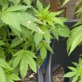 VOC: Toekomst Cannabis Social Clubs