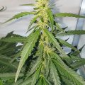 Vette trailer! Snoop & Wiz <i>on the high road</i>