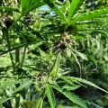 De beste anti-War on Drugs speech ooit