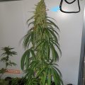 Steentijd Stoners - Hoe onze voorouders high werden (part I)