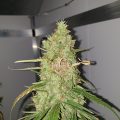 Alain Bollen - Het gedrocht van de Belgische wet inzake cannabis