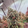 De 11 leukste stoner-videogames