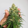 De onzin van het 'luie stoner' stereotype