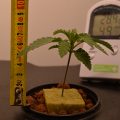Steentijd Stoners - Hoe onze voorouders high werden (part I)