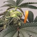 Test van Erik