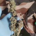 Alain Bollen - Het gedrocht van de Belgische wet inzake cannabis