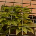 Tropicanna Banana op 12/12, het gaat razendsnel!