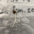 VOC: Toekomst Cannabis Social Clubs