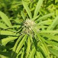 De beste anti-War on Drugs speech ooit