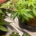 VOC: Toekomst Cannabis Social Clubs