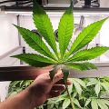 VOC: Toekomst Cannabis Social Clubs