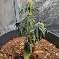 Test van Erik
