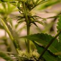 Opgraving Siberië bewijst: cannabis pijnstiller in Bronstijd