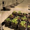 Steentijd Stoners - Hoe onze voorouders high werden (part I)