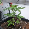 VOC: Toekomst Cannabis Social Clubs