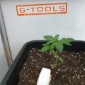 VOC: Toekomst Cannabis Social Clubs