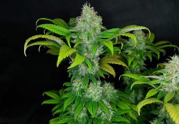 grapefruit superstar