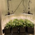 Justitie 2 keer plat op de bek in coffeeshop-zaken