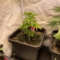 Wietideeën in 'The Marijuana Show' 