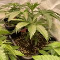 Braziliaanse dealer fopt politie met haan