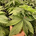VOC: Toekomst Cannabis Social Clubs