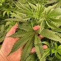 Alain Bollen - Het gedrocht van de Belgische wet inzake cannabis