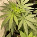 Doe jezelf een lol en hotbox je hoofd