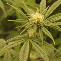 Alain Bollen - Het gedrocht van de Belgische wet inzake cannabis