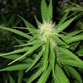 Vette trailer! Snoop & Wiz <i>on the high road</i>