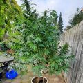Doe jezelf een lol en hotbox je hoofd
