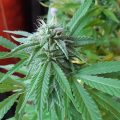 Braziliaanse dealer fopt politie met haan