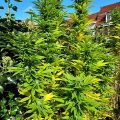 De beste anti-War on Drugs speech ooit