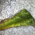 Video: Wat cannabis met creativiteit doet
