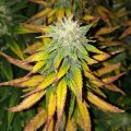 De beste anti-War on Drugs speech ooit