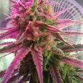 VOC: Toekomst Cannabis Social Clubs