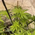 1.600 Italianen krijgen 5 gram home-grown mediwiet