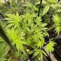 Winnaar Nobelprijs voor de Vrede: 'Stop met war on drugs'