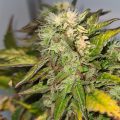 Braziliaanse dealer fopt politie met haan
