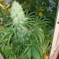 Grootste cannabis & kankeronderzoek ooit