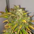 VOC: Toekomst Cannabis Social Clubs