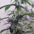 De beste anti-War on Drugs speech ooit