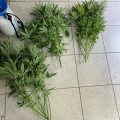 Video: Wat cannabis met creativiteit doet